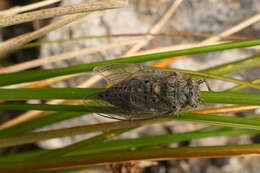 Image of Maoricicada mangu multicostata Dugdale & Fleming 1978