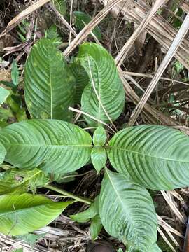 Image of Palicourea berteroana (DC.) Borhidi