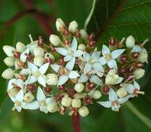 Image of Red-Barked Dogwood