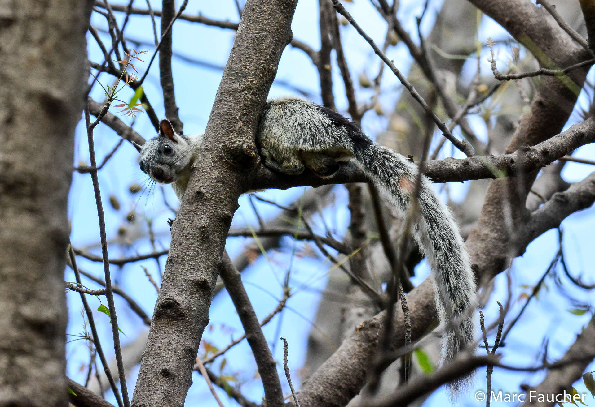 Imagem de Sciurus variegatoides Ogilby 1839