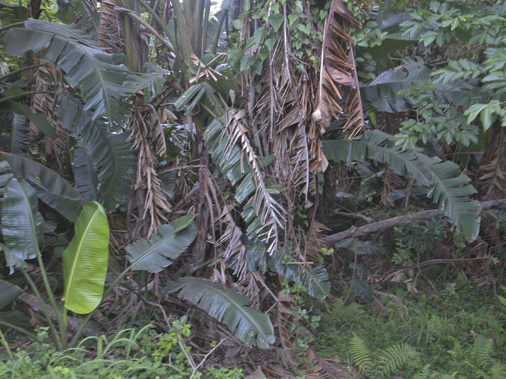 Image of Natal wild banana