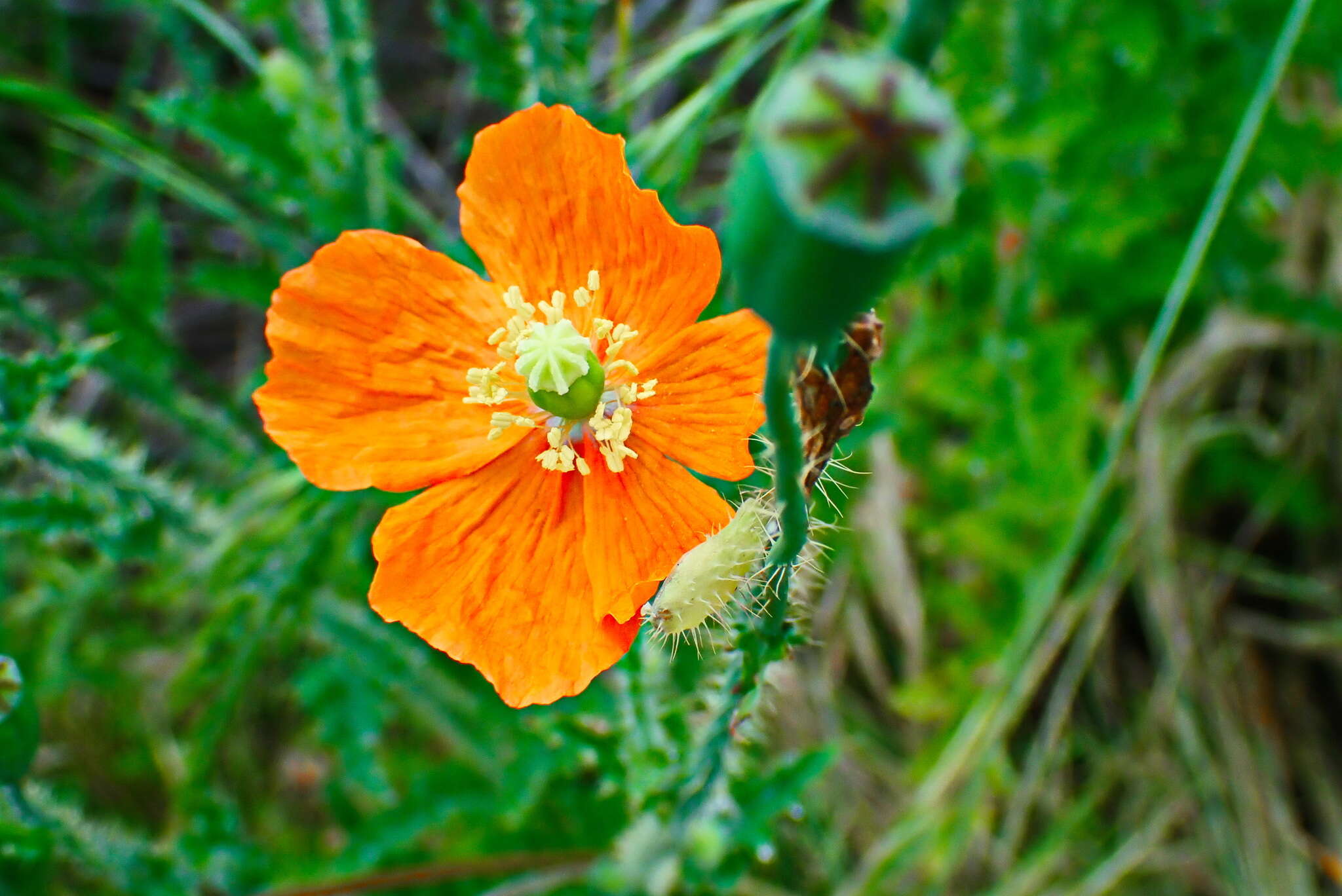 Image of Orange poppy