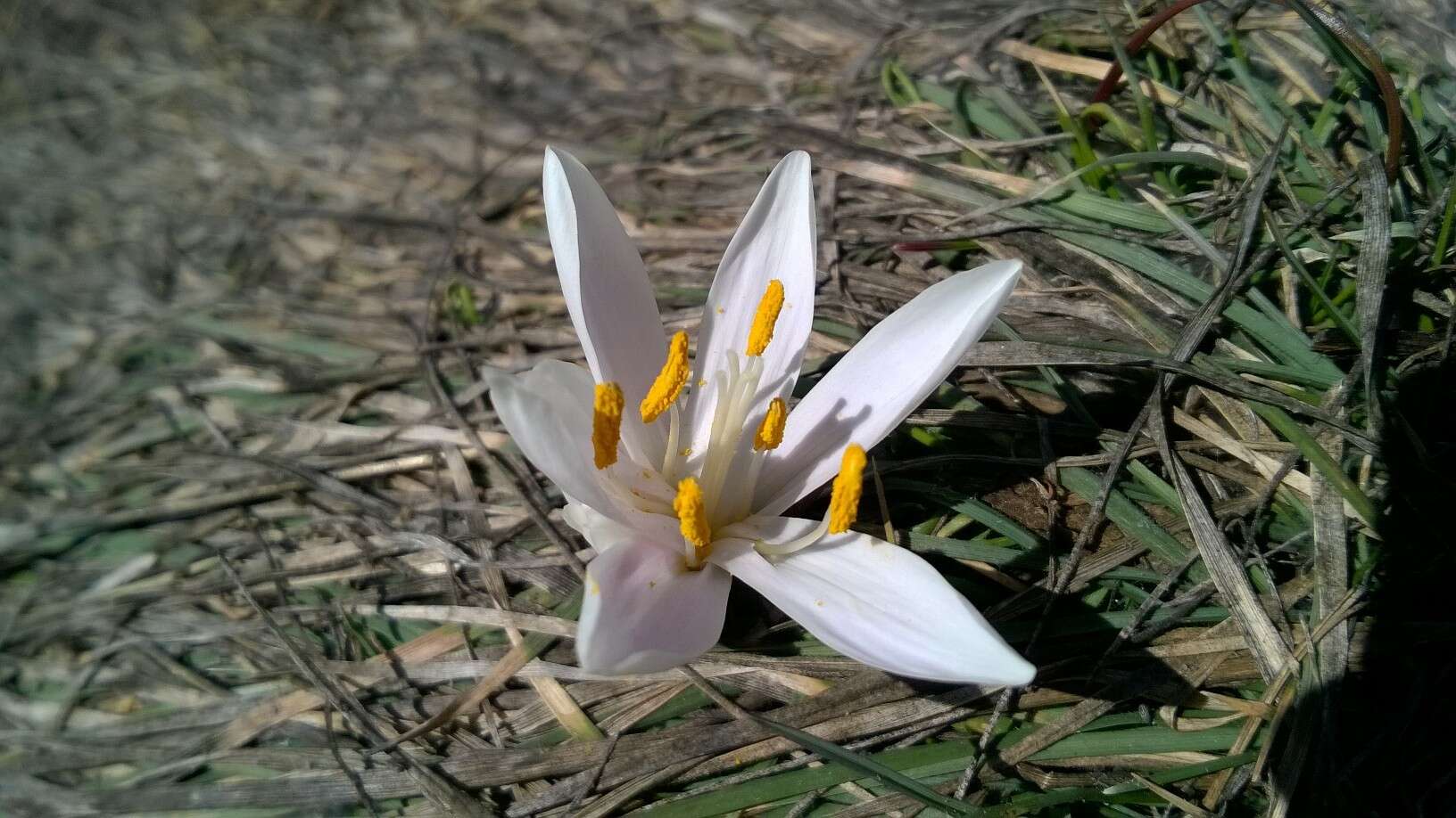 Image of Colchicum bulbocodium Ker Gawl.