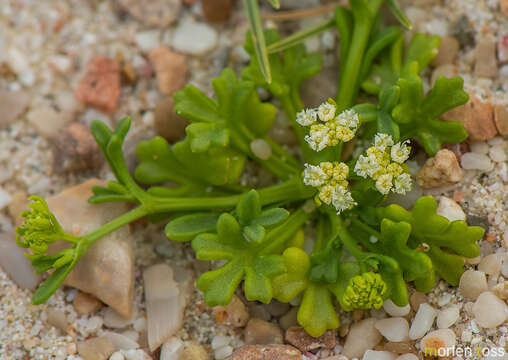 Слика од Trachyspermum pimpinelloides H. Wolff