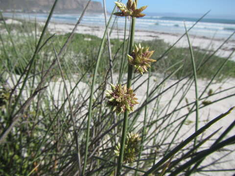 Image of bristly lovegrass