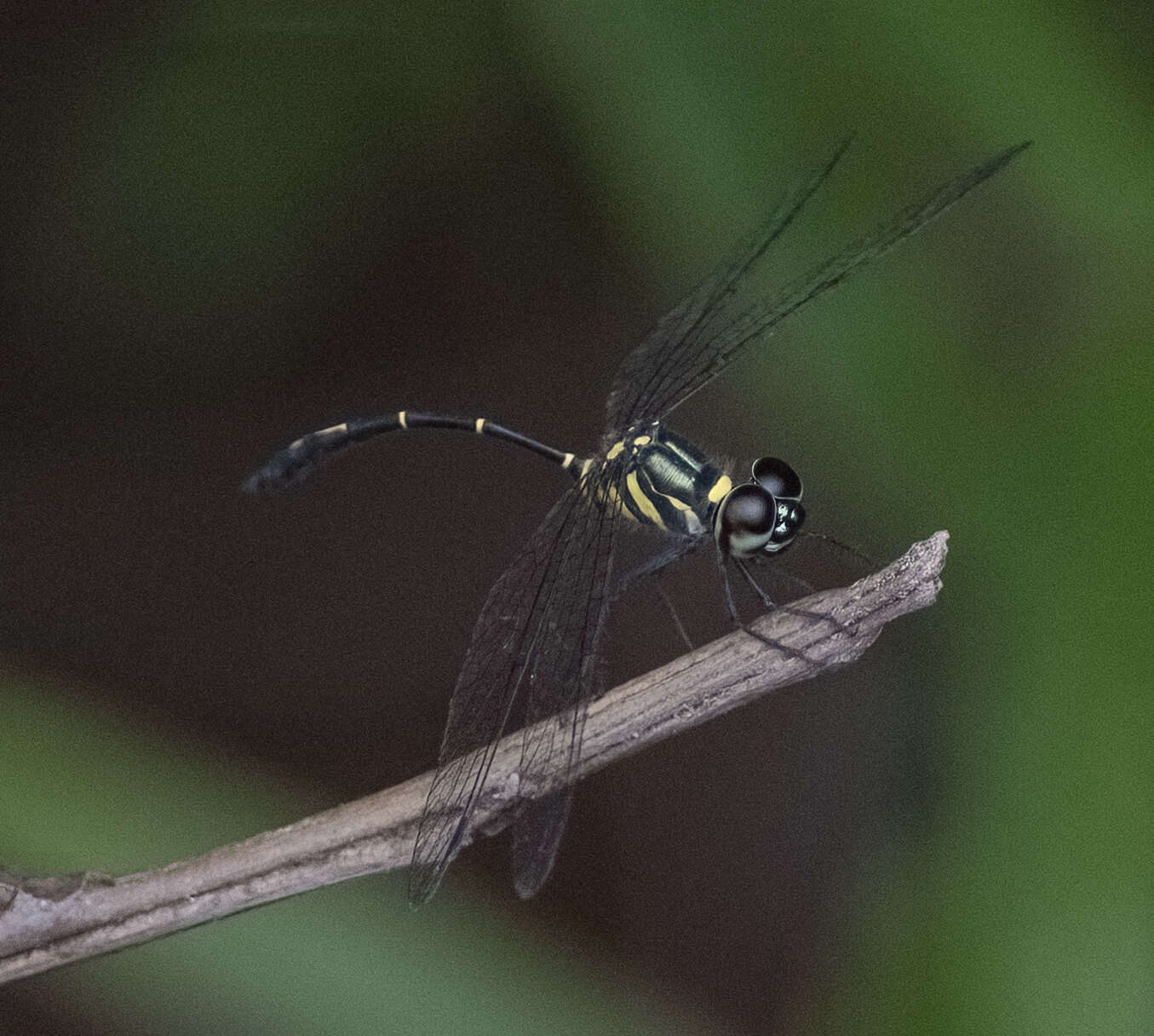 Risiophlebia dohrni (Krüger 1902) resmi