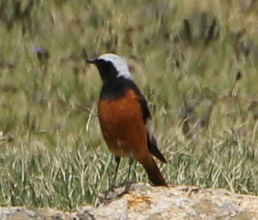 Image of Güldenstädt's Redstart