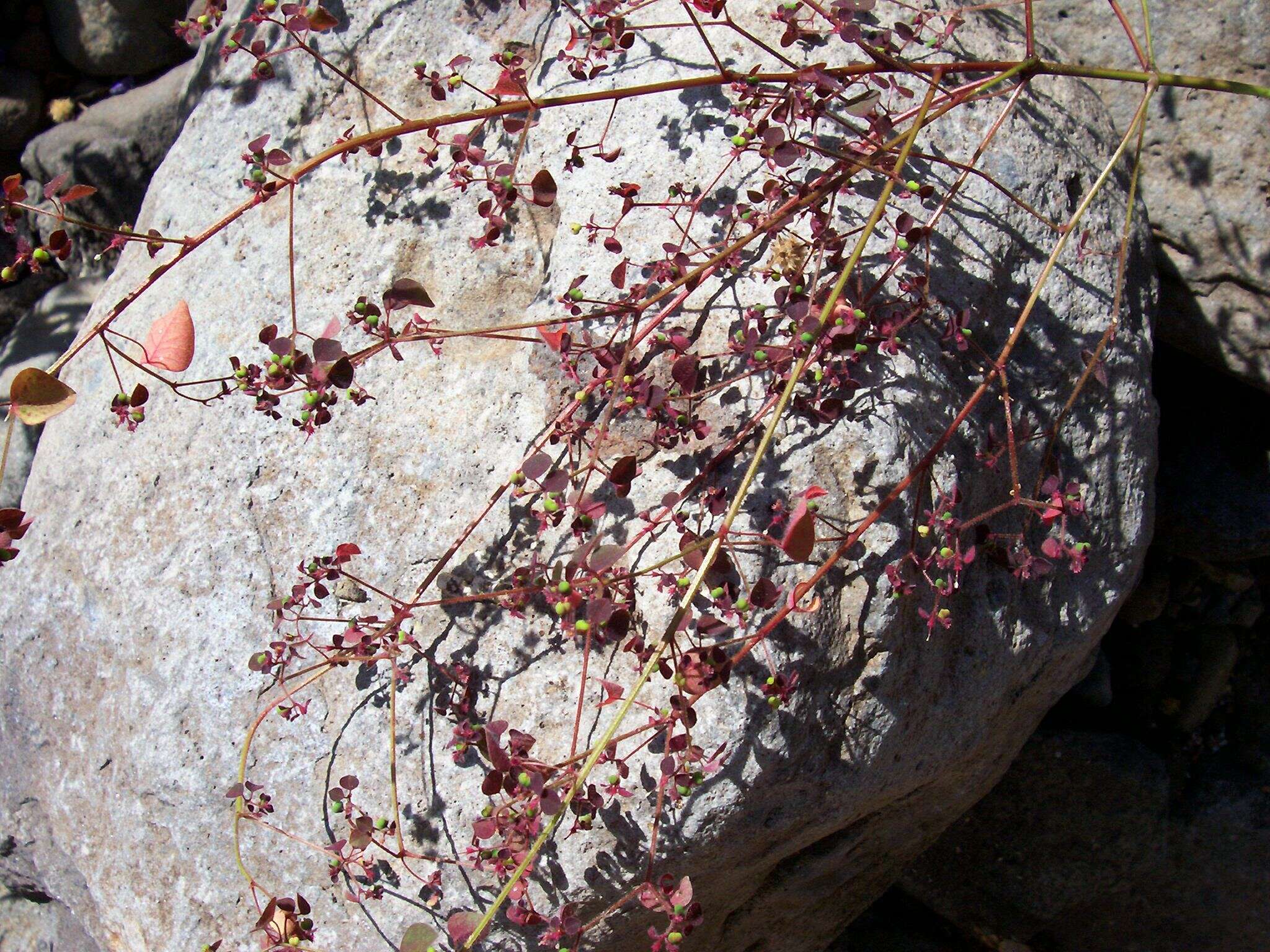 Image of Euphorbia ocymoidea L.