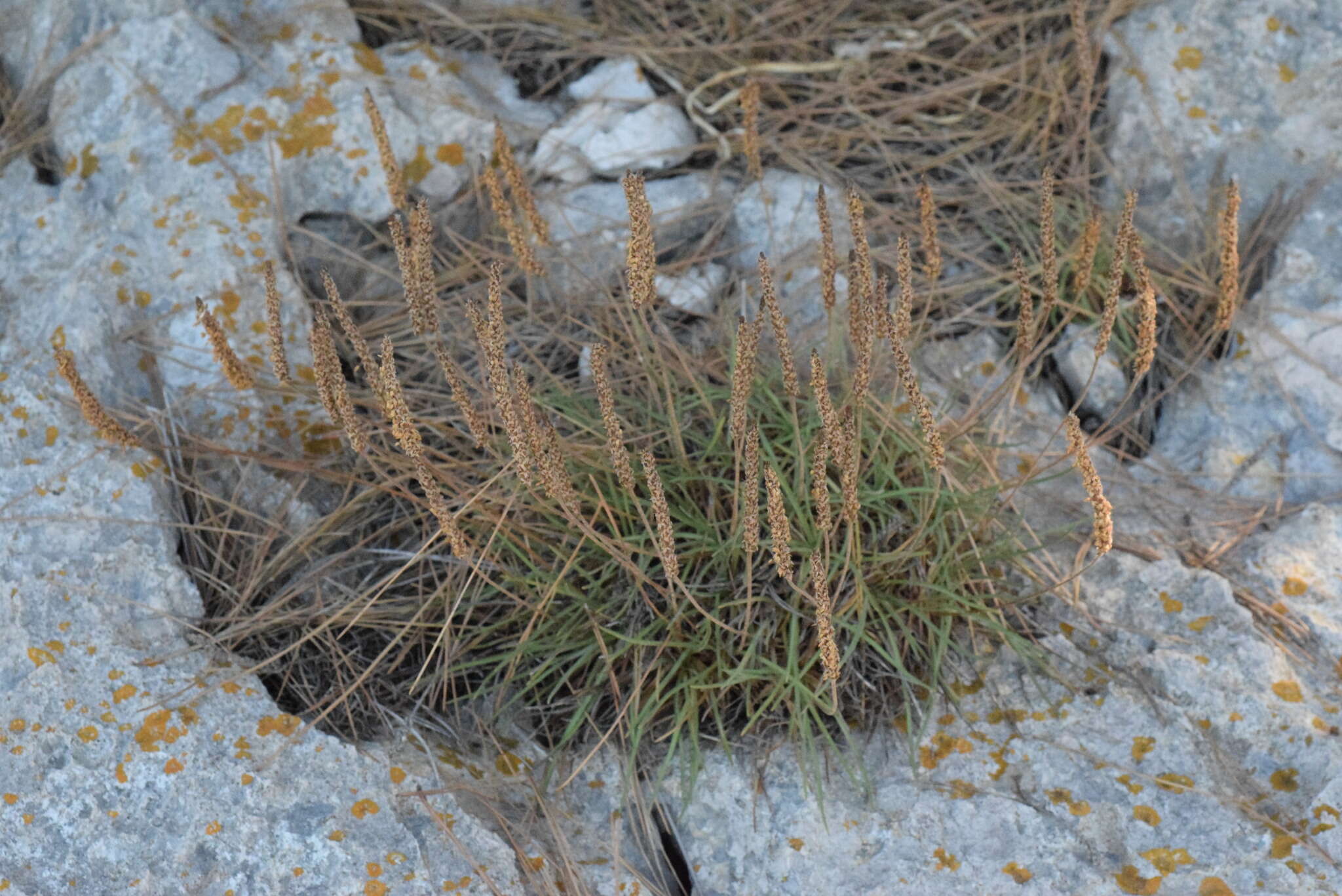 Image of Plantago subulata L.