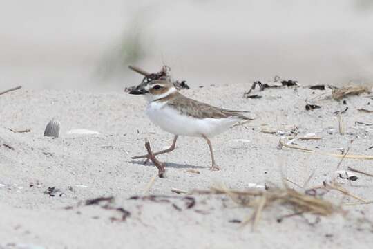 Image of Charadrius wilsonia wilsonia Ord 1814