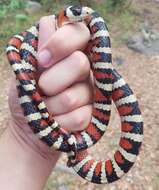 Image of Arizona Mountain Kingsnake