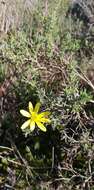 Image of Osteospermum spinosum L.