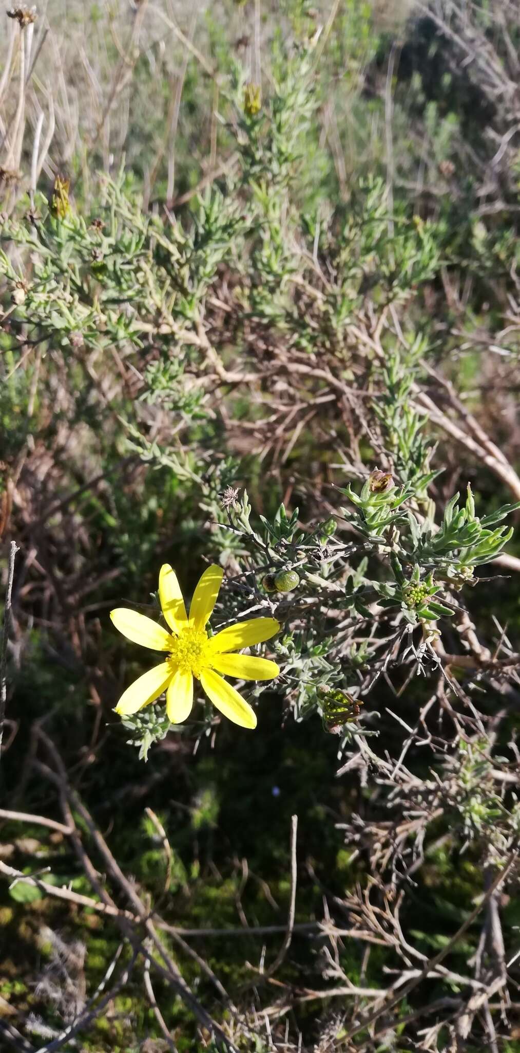 Plancia ëd Osteospermum spinosum L.