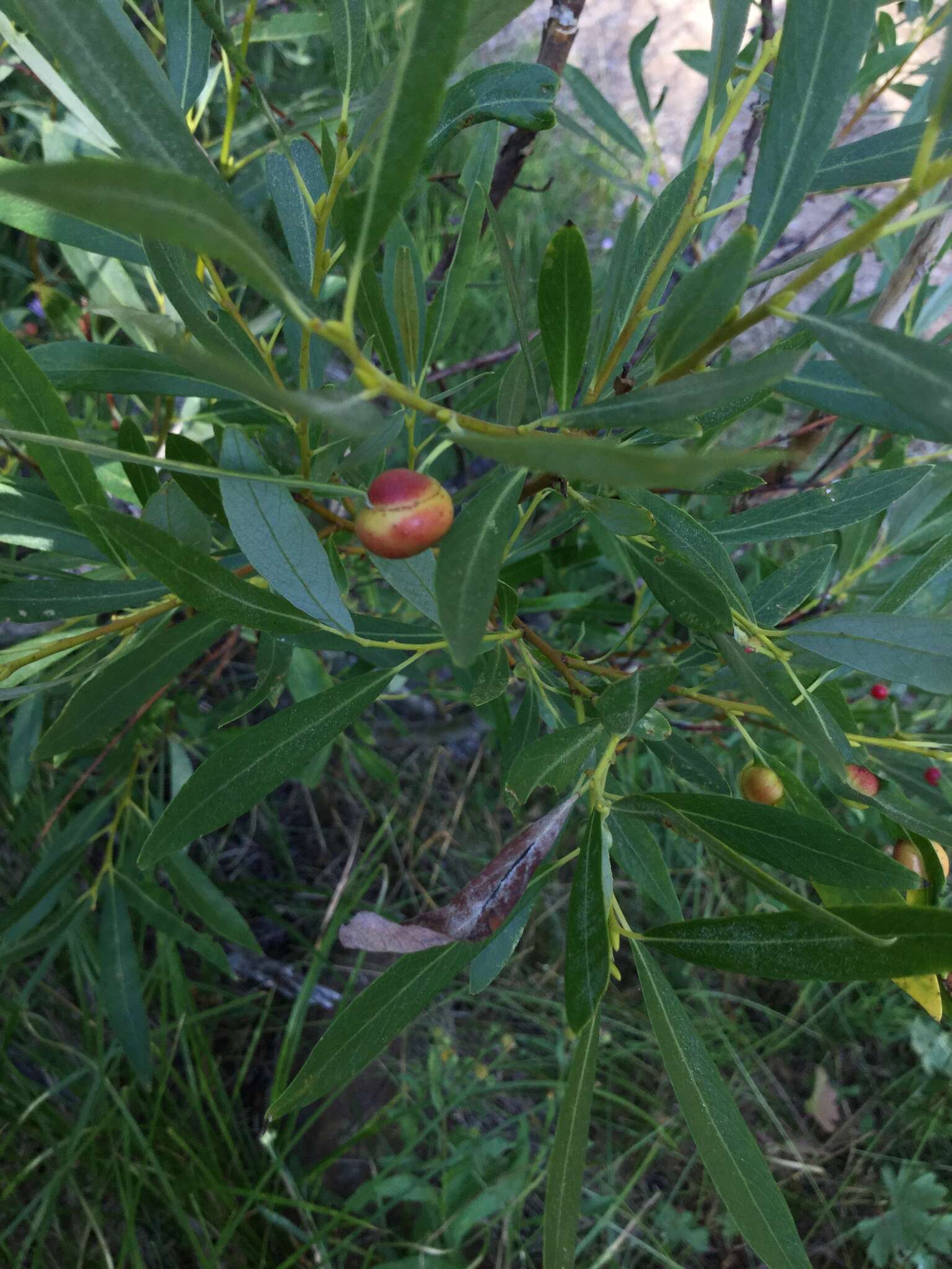 Salix lemmonii Bebb的圖片