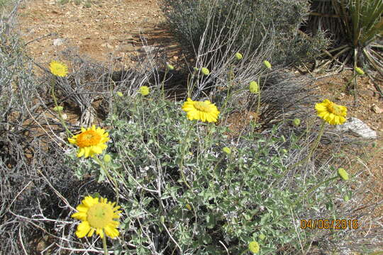 Image of Acton's brittlebush