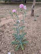 Image of red pricklypoppy