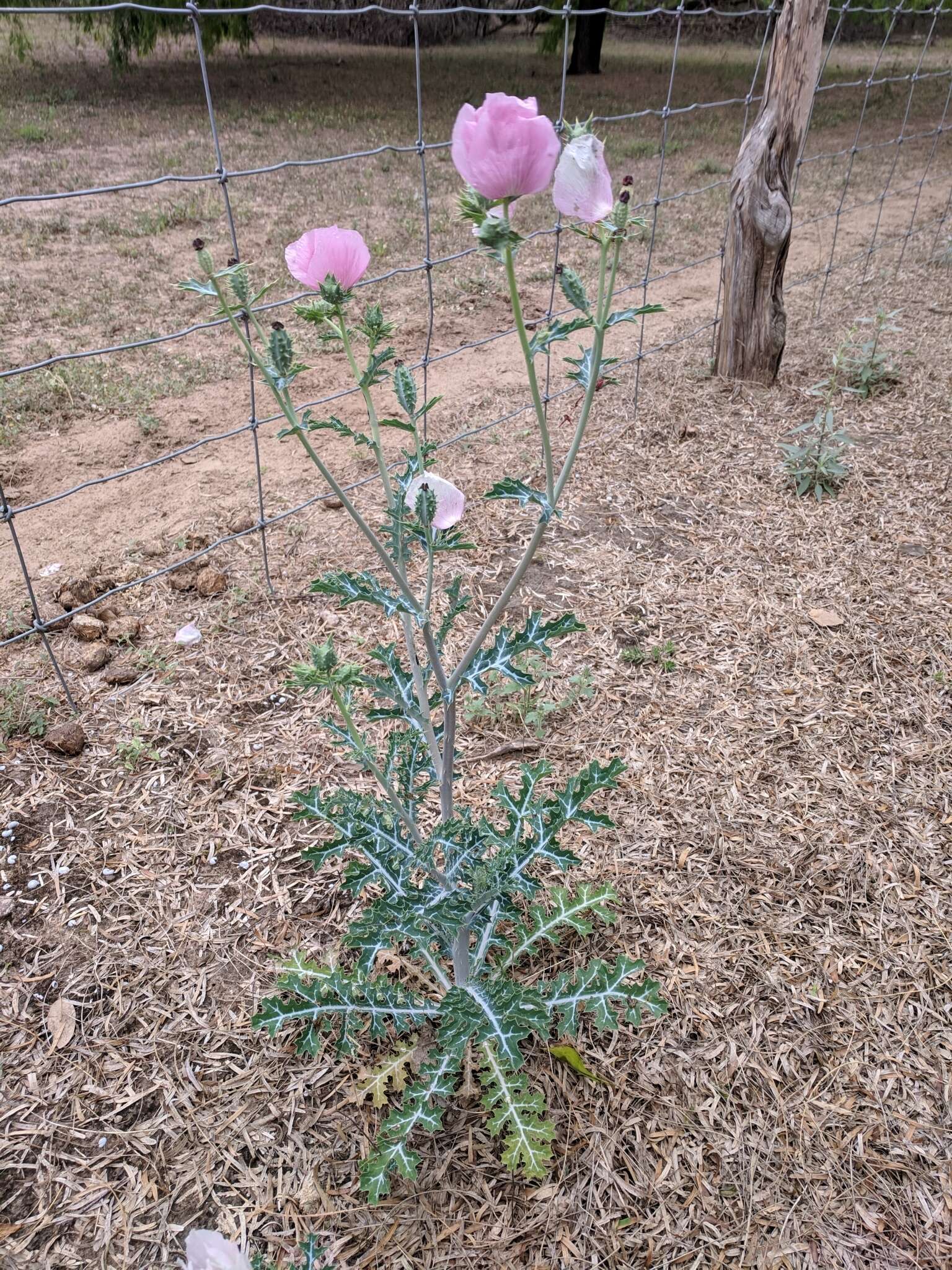 Image of red pricklypoppy