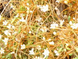 Image of Cuscuta pacifica Costea & M. A. R. Wright