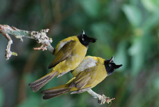 Image of Black-crested Bulbul