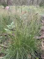 Image of Pineland Dropseed