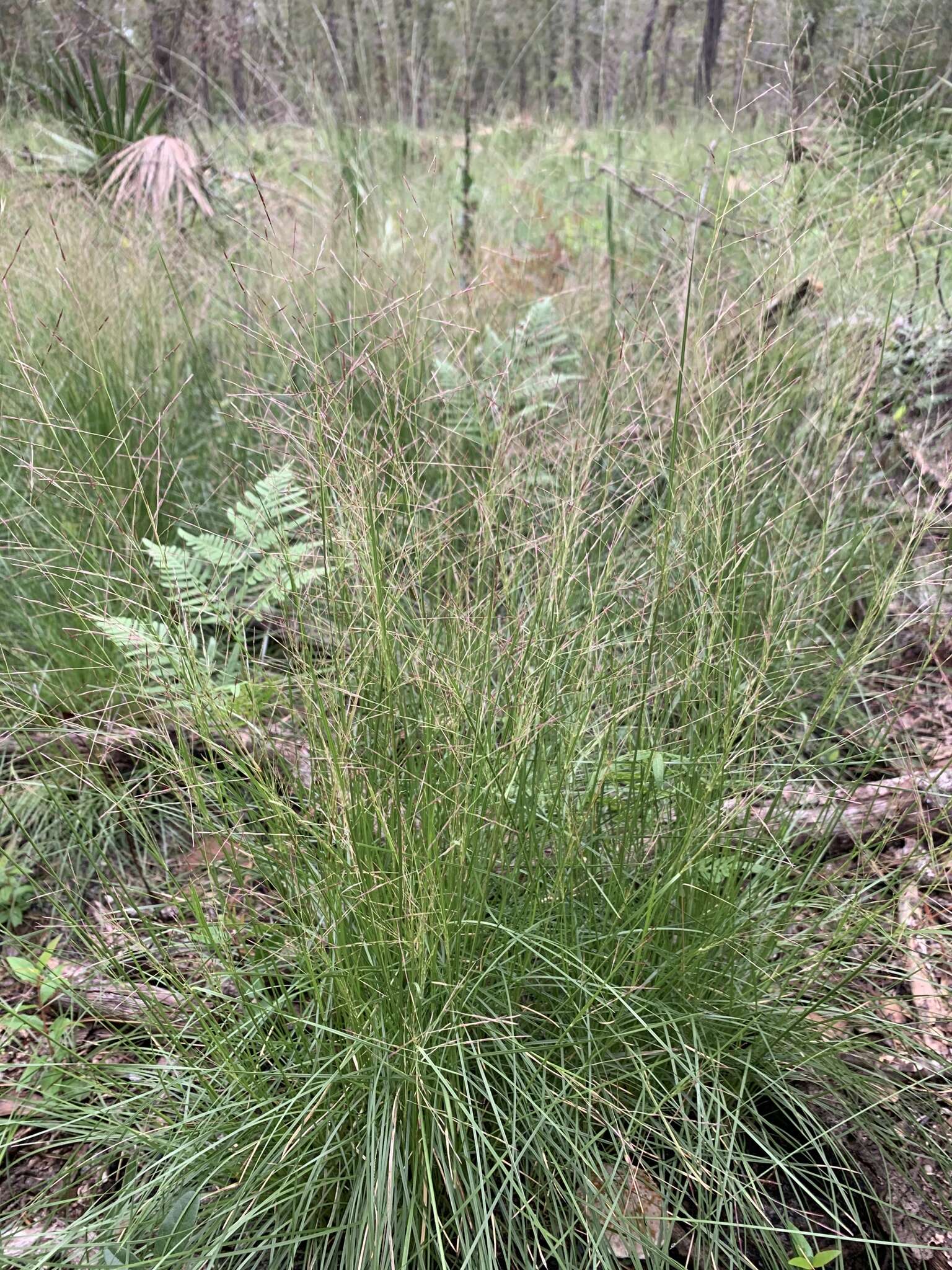 Image of Pineland Dropseed