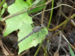 Image of Brachydiplax chalybea Brauer 1868