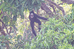 Image of White-cheeked Spider Monkey