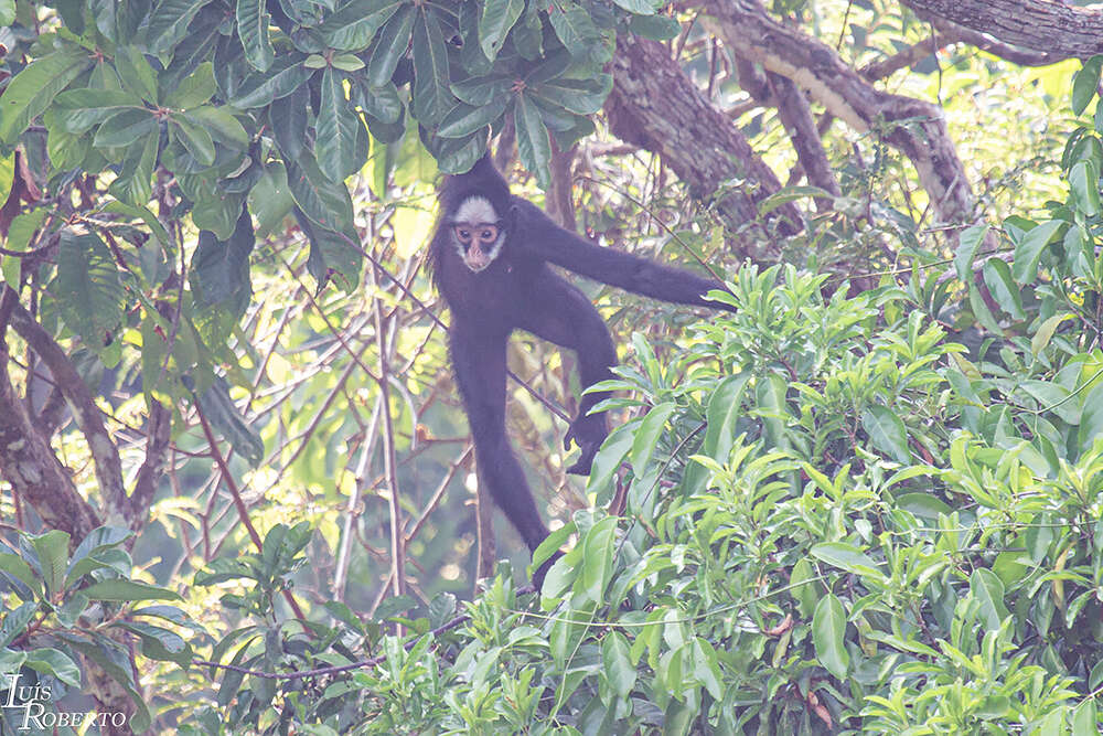 Image of White-cheeked Spider Monkey