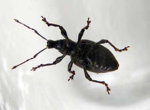 Image of Black Vine Weevil