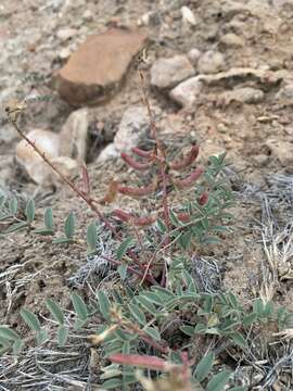 Image of pagumpa milkvetch