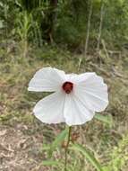 Image of Hibiscus meraukensis Hochr.