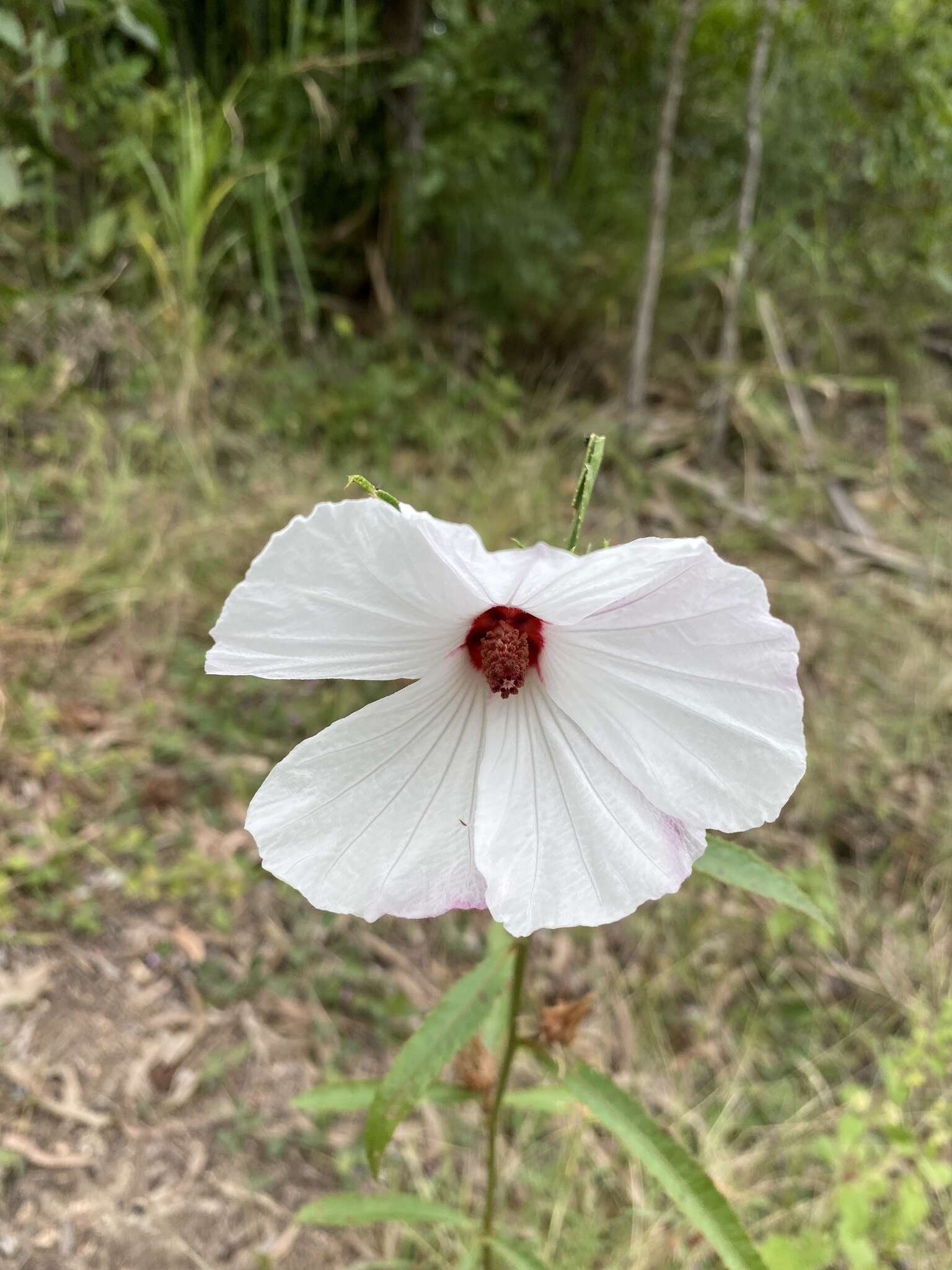 Image of Hibiscus meraukensis Hochr.