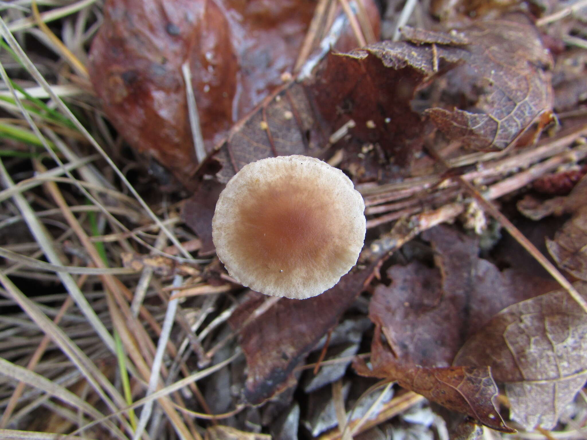 Image of Gymnopus spongiosus (Berk. & M. A. Curtis) Halling 1996