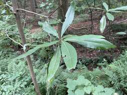 Image of Magnolia virginiana var. australis Sarg.