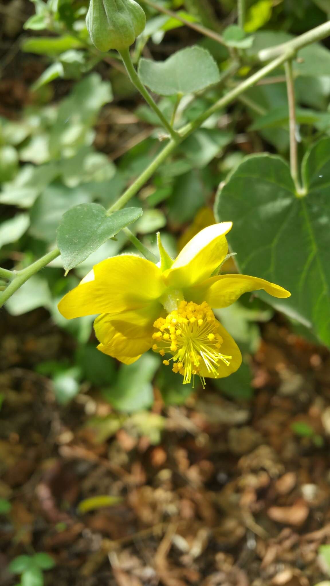 Image of Abutilon lauraster Hochr.