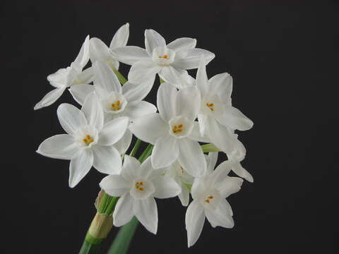 Image of paperwhite narcissus