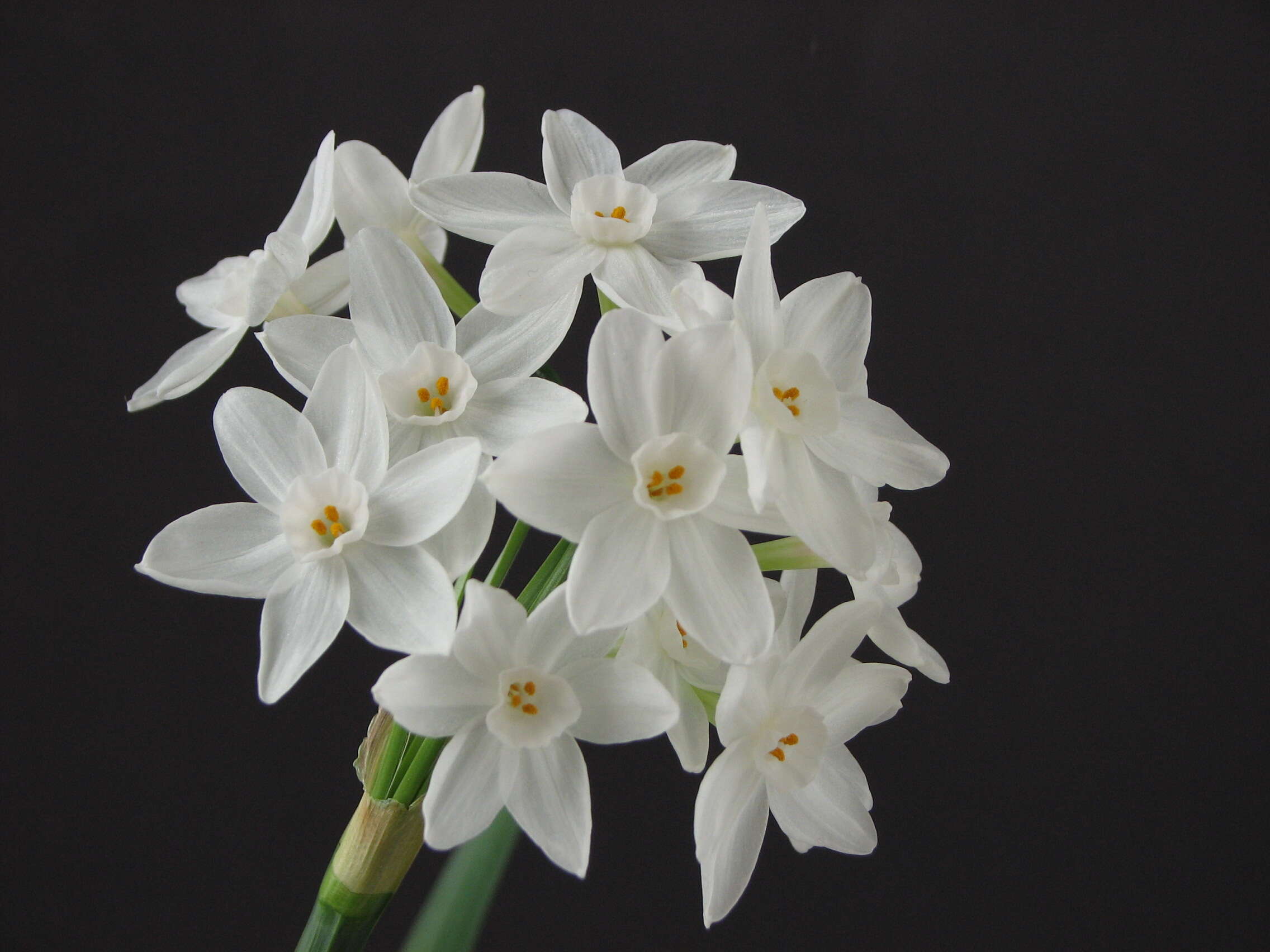 Image of paperwhite narcissus