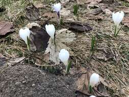 Image of dutch crocus, spring crocus