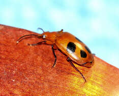 Image of Lebia (Chelonodema) quadrinotata Chevrolat 1835