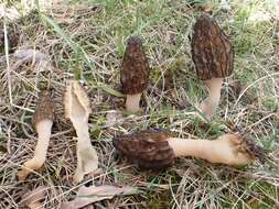 Image of Black Morel