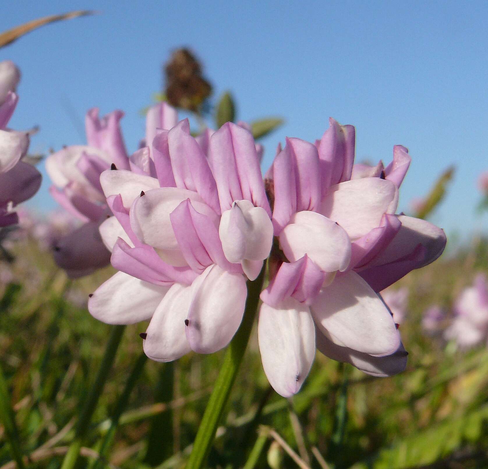 Image of crown vetch