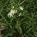 Image of Volkameria heterophylla Poir.
