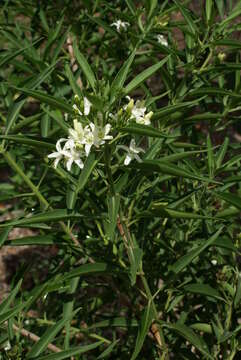 Слика од Volkameria heterophylla Poir.