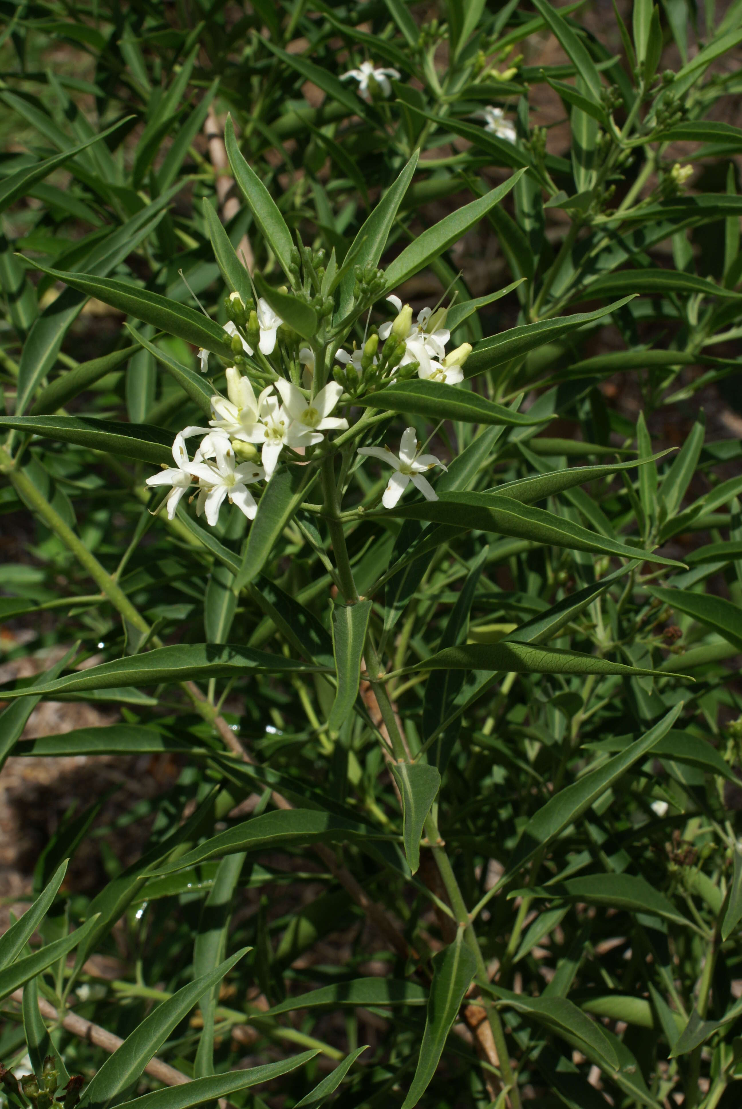 Image of Volkameria heterophylla Poir.