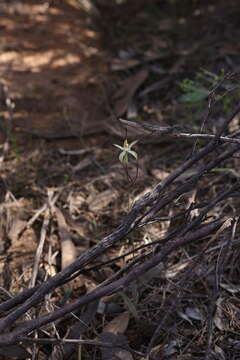 Image of Chameleon orchid