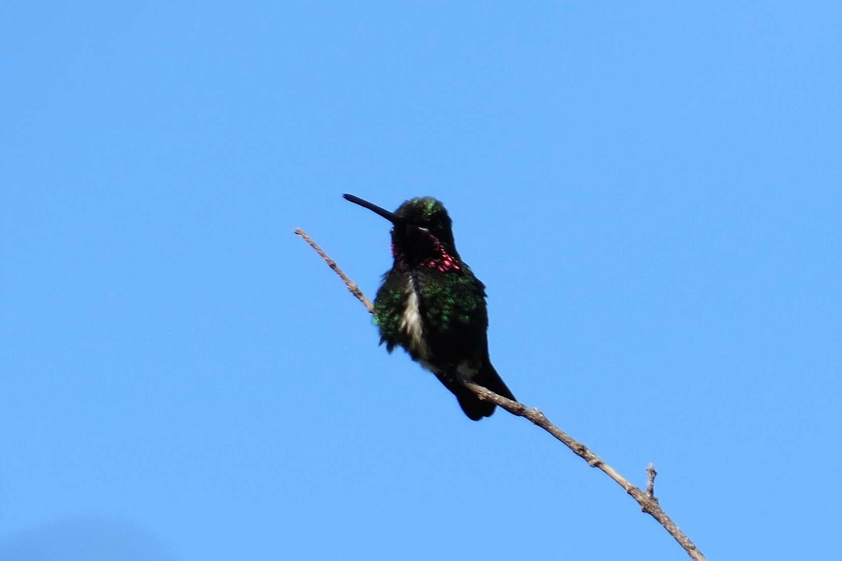 Image of Stripe-breasted Starthroat