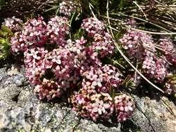 صورة Pimelea alpina F. Müll. ex Meissn.