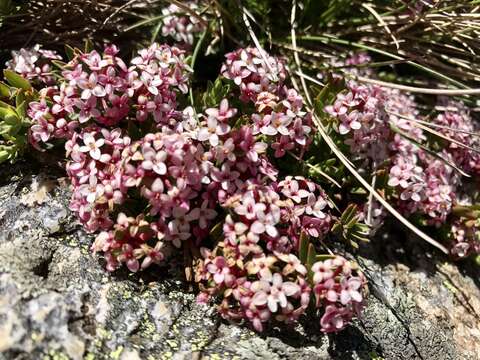 Image of Pimelea alpina F. Müll. ex Meissn.