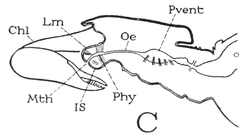 Image of Prokoenenia Börner 1901