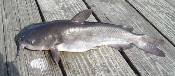 Image of White catfish